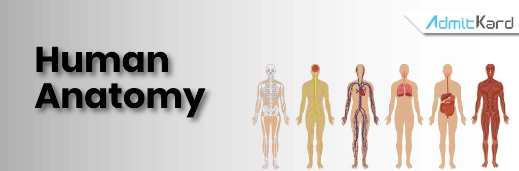 Human Anatomy - Top Universities - AdmitKard-Blog